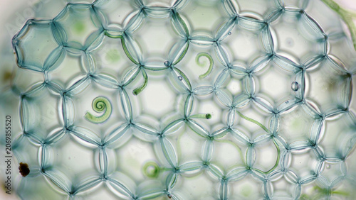 Microscopic view of Sphagnum moss cells, honeycomb-like water-storage chambers, soft mint green coloration, top laboratory perspective, botanical research specimen