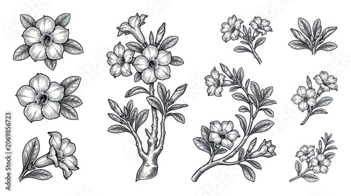 Bild auf Leinwand Hand Drawn Desert Rose Flowers Collection, Botanical Sketch, Vintage Floral Elem