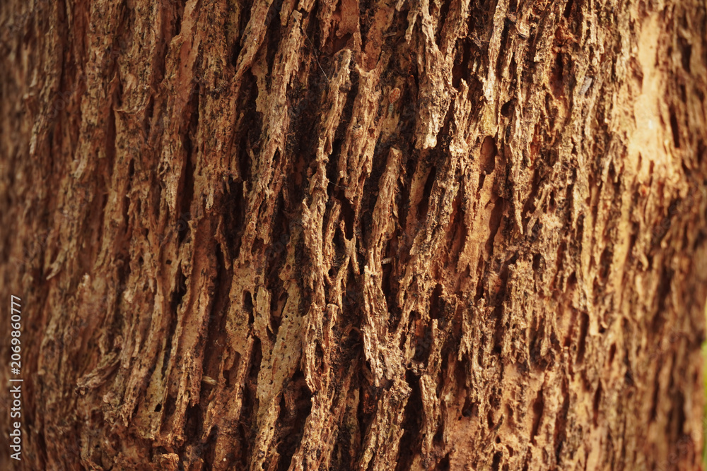 Fototapeta premium Crisp texture of natural tree bark illuminated by brilliant summer sunlight, showcasing highly detailed organic patterns perfect 