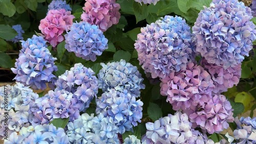 Hydrangea flowers blue purple pink hortensia blooms mophead hydrangeas in garden.