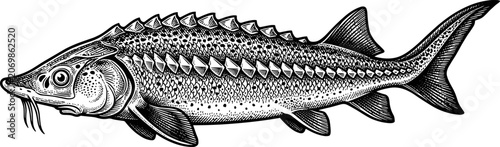 Fotografie Detailed black-and-white illustration of sturgeon fish with bony scutes and poin