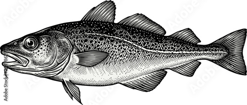 Obraz na płótnie Detailed black-and-white scientific illustration of cod fish with fins and barbe