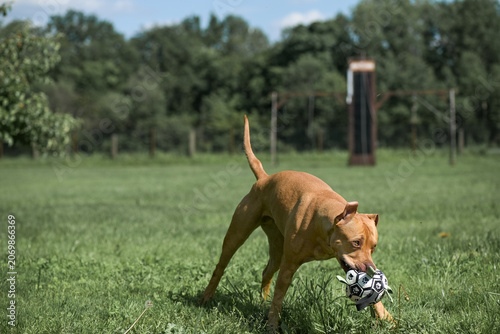 An American Pit Bull Terrier with a toy soccer ball in its mouth runs across a grassy field surrounded by trees in the background.