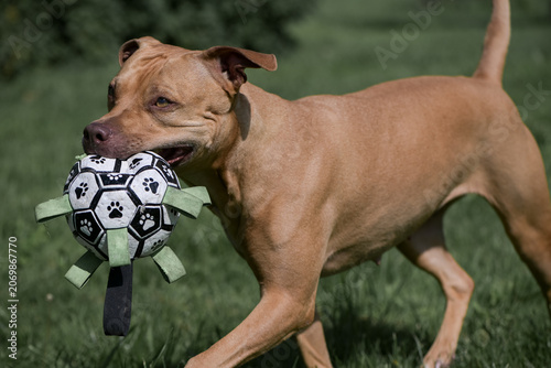 Bild auf Leinwand An American Pit Bull Terrier with a toy soccer ball in its mouth runs across a grassy field surrounded by trees in the background