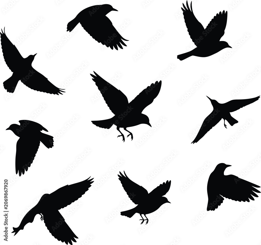 Obraz premium Black Birds Flying Silhouettes on White Background