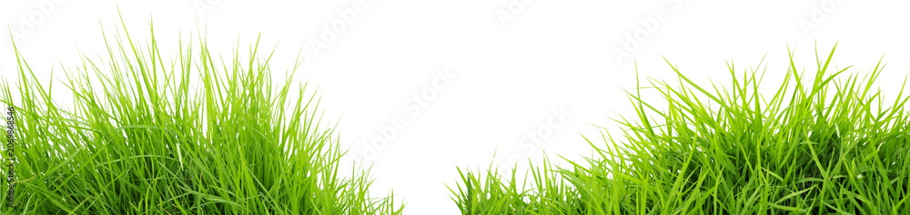 Fototapeta premium Lush green grass tufts isolated on white background with isolated background botanical vegetation