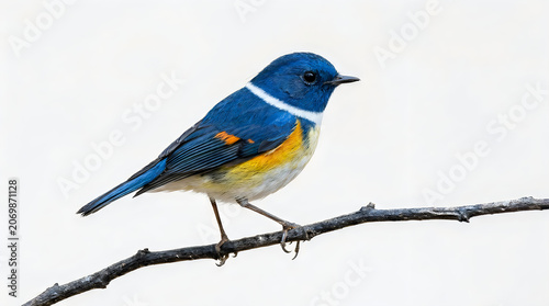 Cute bird animal vibrant blue and yellow eastern bluebird perched on branch