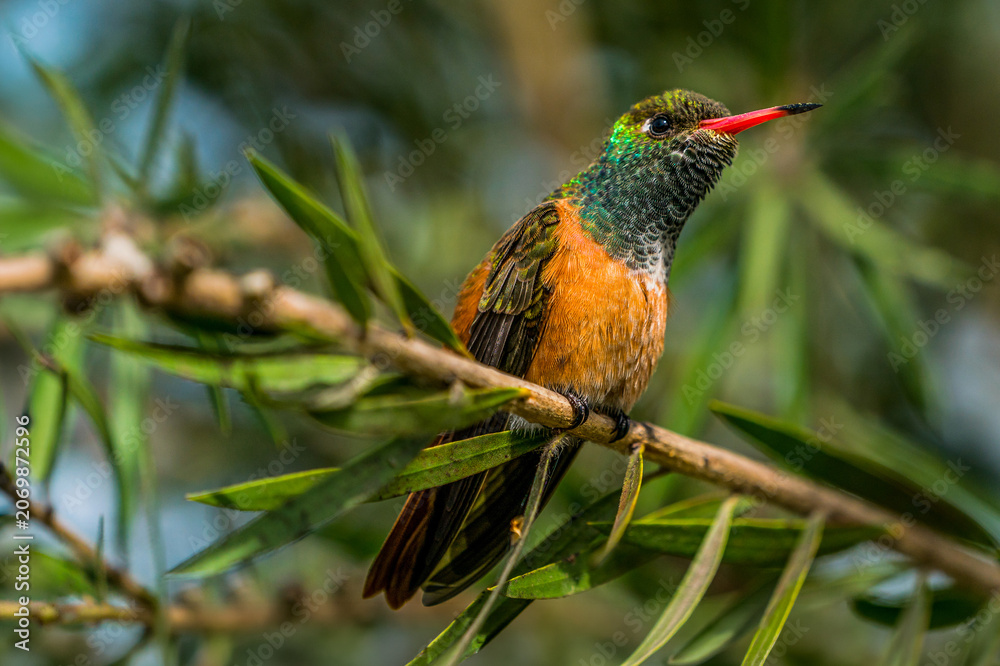 Obraz premium Peruvian Sheartail hummingbird perched on a branch in Lima, Peru. Close-up portrait showing colorful plumage, red bill and natural habitat with soft background.