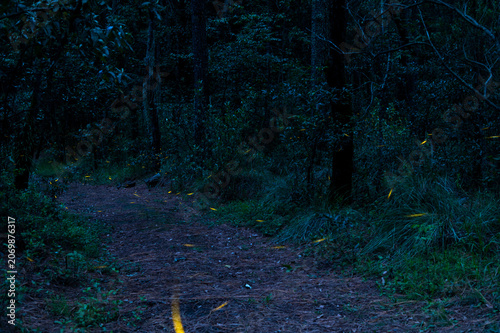Canvastavla Fireflies in night forest bokeh light long exposure photo