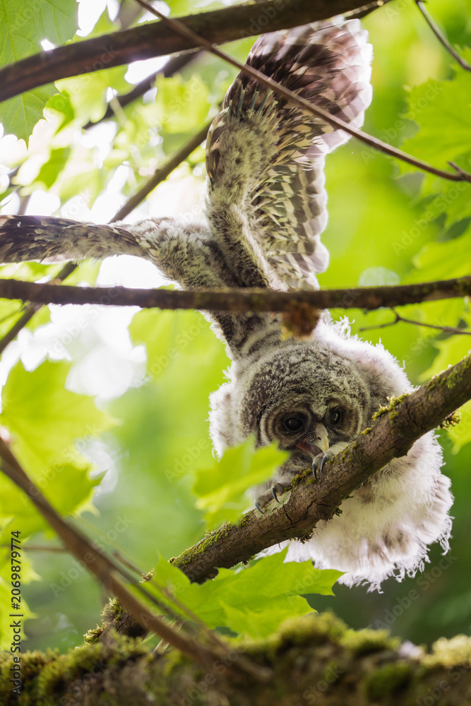 Fototapeta premium baby owl on tree