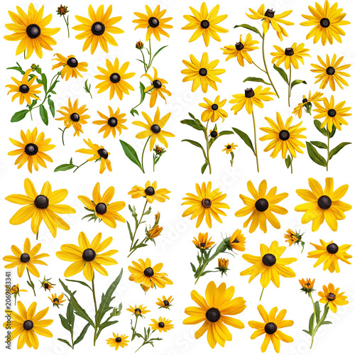 Rudbeckia Hirta Floral Arrangement: Golden Petals and Dark Centers on Transparent