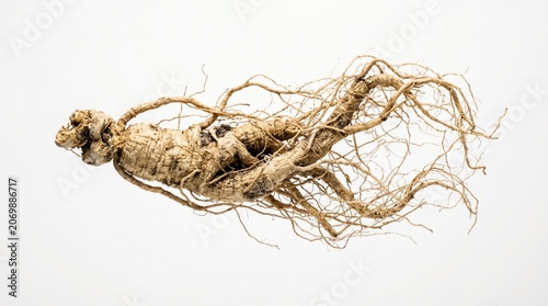 Wild mountain ginseng root suspended horizontally in space. Intricate organic form with copy space for text banner.