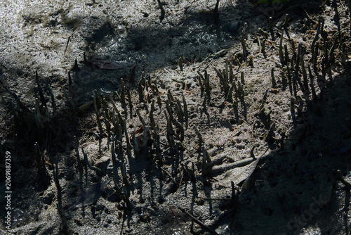 Pneumatophores of Mangrove Trees in Tropical Mudflat Habitat
