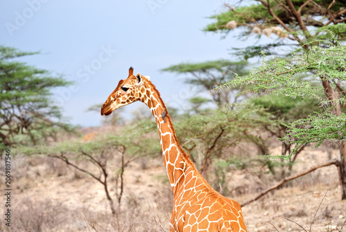 Wildlife animal,   A Rothschild giraffe in Nakuru National Park, Kenya
