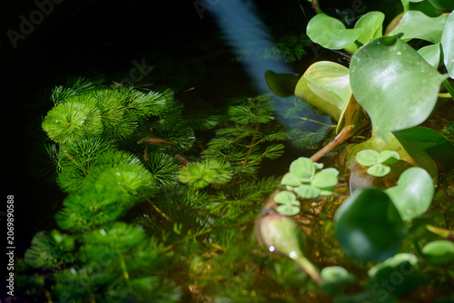 Green aquatic vegetation floating in a tranquil garden pond