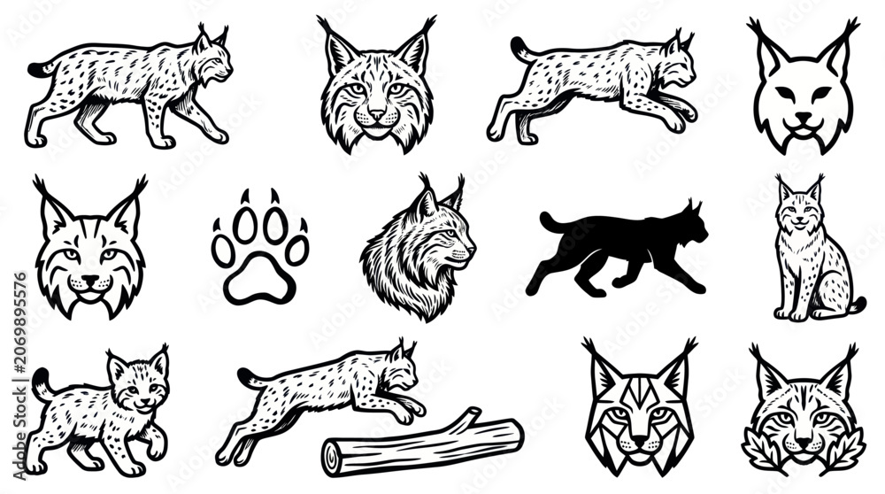 Fototapeta premium Collection of Lynx Illustrations and Icons for Wildlife Art.