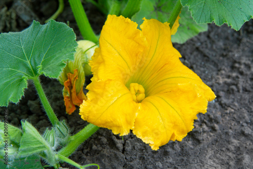 Yellow pumpkin flower blooming in the garden. Squash blossom growing on a vine. Agriculture and organic farming concept.