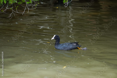 Foto A black coot bird with a white forehead swims in murky green water