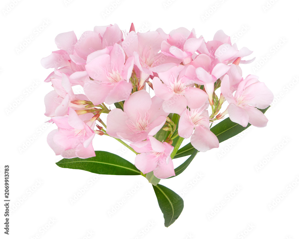 Obraz premium Pink oleander flowers, Nerium oleander, isolated on transparent background with clipping path. Soft pastel floral cluster with green leaves, ideal for decoration, beauty, botanical and design use.