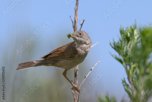 Common whitethroat (Curruca communis)