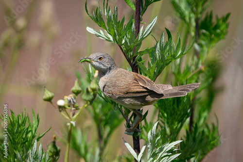 Common whitethroat (Curruca communis)