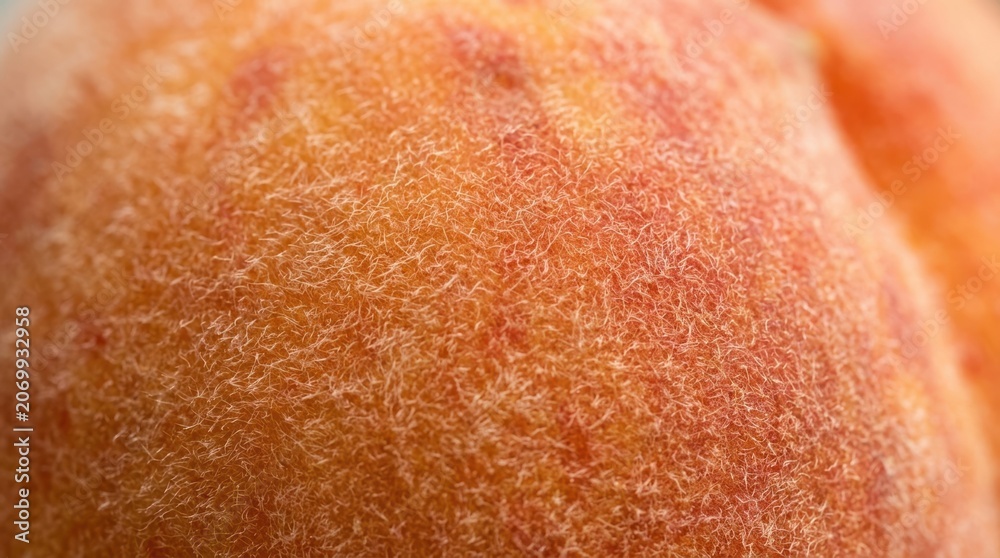 Fototapeta premium Macro close up of fresh peach skin texture showing fuzzy surface details for organic food background and healthy fruit concept photography