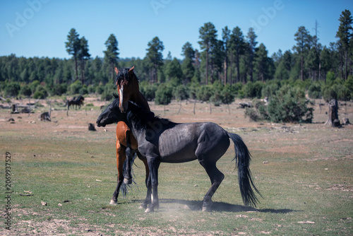 Black and Bay Stallions rearing up while fighting in the Apache Sitgreaves National Forest near Heber Arizona United States