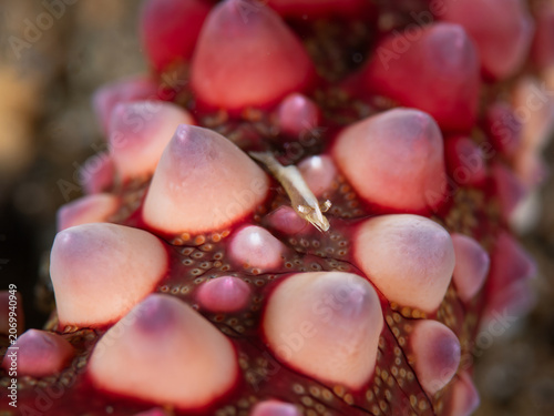 Fotografía Tiny seastar shrimp on warty sea star in Anilao, Philippines