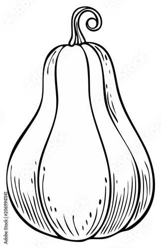 Elegant outline of a large butternut squash, a culinary emblem and a popular autumn vegetable used in rustic dishes, perfect for fall themes