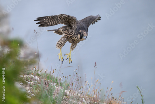 Peregrine falcon (Falco peregrinus) Juvenile
