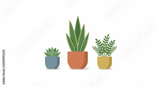 Colorful potted plants on white background