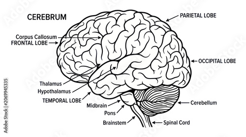 Foto Human brain anatomy diagram with labels for medical education