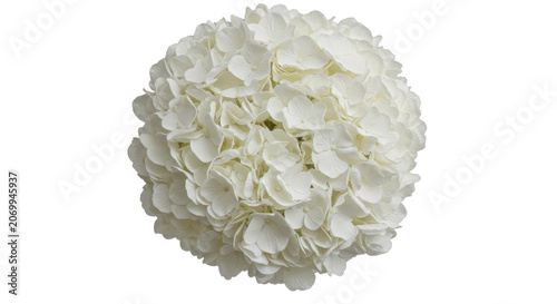 Isolated white hydrangea flower cluster on transparent background minimalist floral design