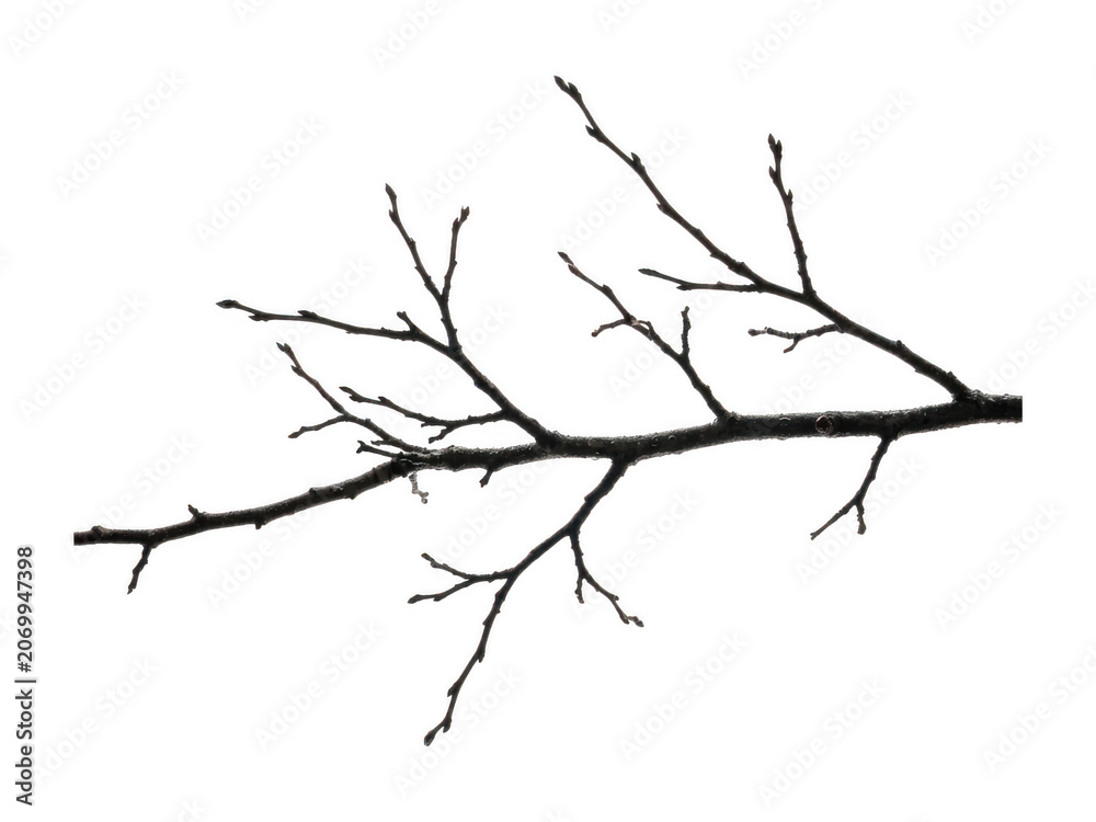 Fototapeta premium Dry tree branch png bare tree branch png winter tree branch png realistic tree isolated transparent background image