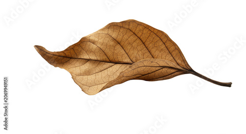 Autumn oak leaf isolated on transparent background with natural veins and edges