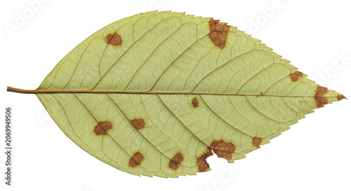 Autumn maple leaf with brown spots isolated on transparent background