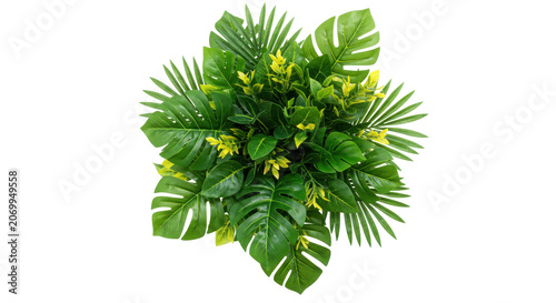 Tropical Monstera Deliciosa Leaf Cluster Isolated on Transparent Background