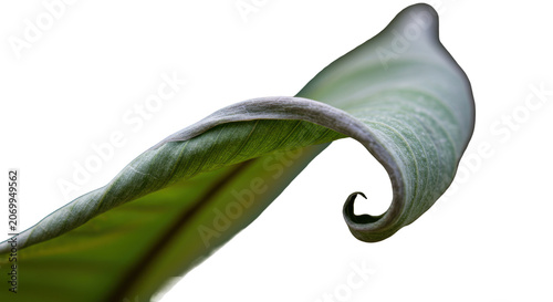Fresh green leaf with water droplet isolated on transparent background in natural style