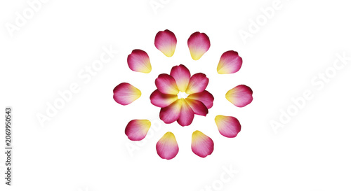 Isolated Pink Cherry Blossom Flower with Petals on Transparent Background