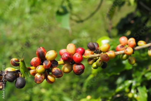 Fresh coffee cherries ripening on a branch with a small green grasshopper, organic coffee farm concept.