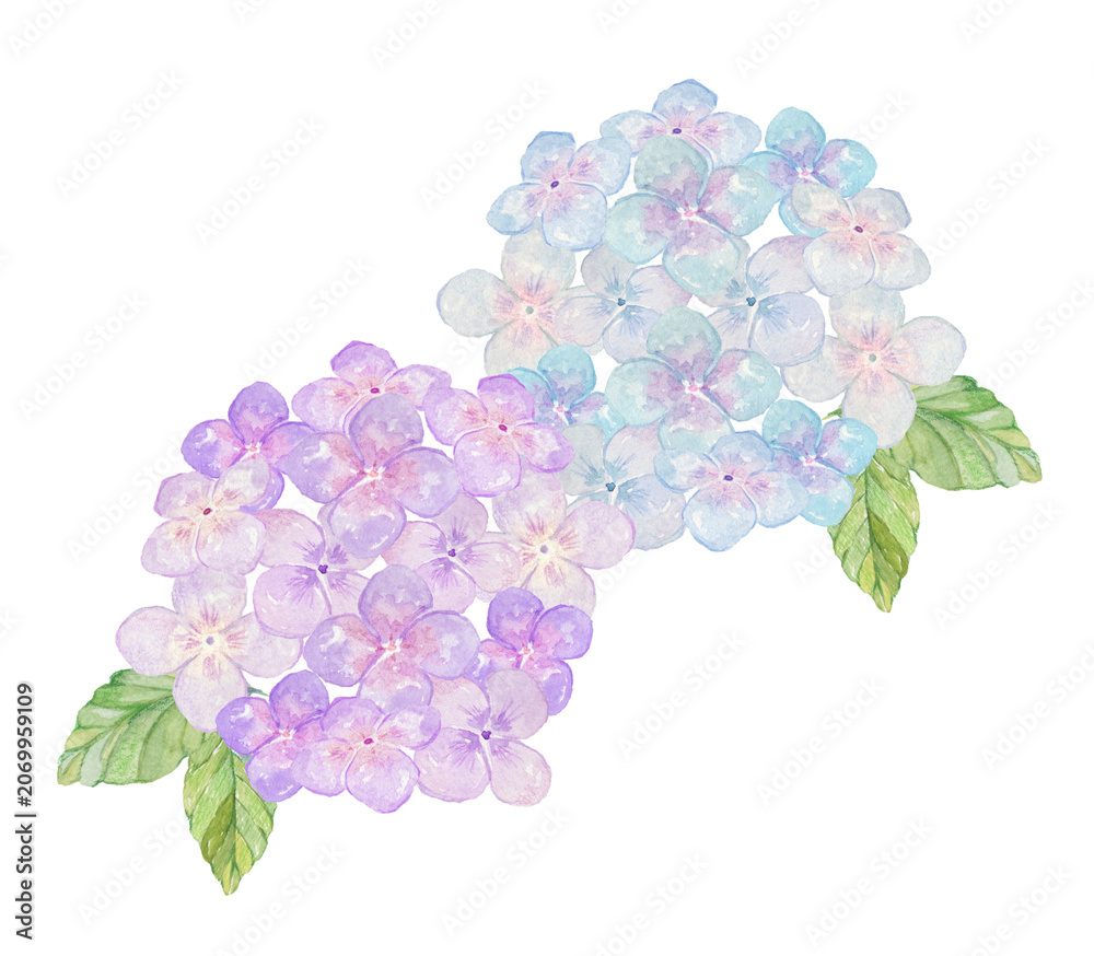 Fototapeta premium 水色と紫の紫陽花イラスト 水彩素材