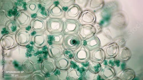Artistic microscope view of vibrant Sphagnum moss tissue, translucent honeycomb cell network, glowing mint green palette, botanical science specimen, ultra detailed top-down macro composition.