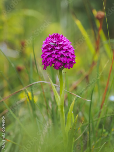 фотографія A Pyramidal Orchid 'Anacamptis pyramidalis' in full bloom