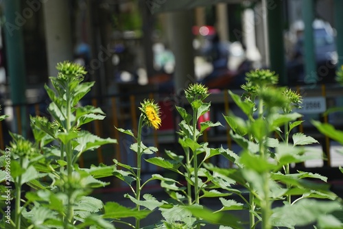 A bright yellow sunflower blooming in a green field during daylight, standing tall with vibrant petals and lush foliage. The image represents freshness, positivity, and natural beauty, making it ideal