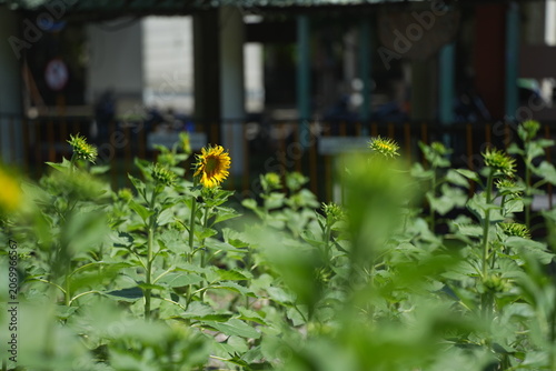 A bright yellow sunflower blooming in a green field during daylight, standing tall with vibrant petals and lush foliage. The image represents freshness, positivity, and natural beauty, making it ideal