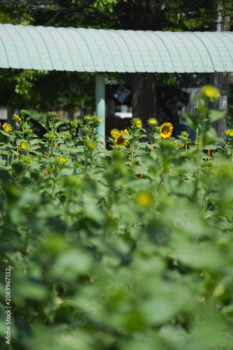 A bright yellow sunflower blooming in a green field during daylight, standing tall with vibrant petals and lush foliage. The image represents freshness, positivity, and natural beauty, making it ideal