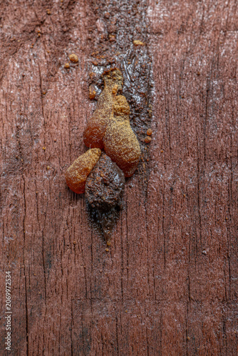 Natural wood texture with grain, resin, and cracks.