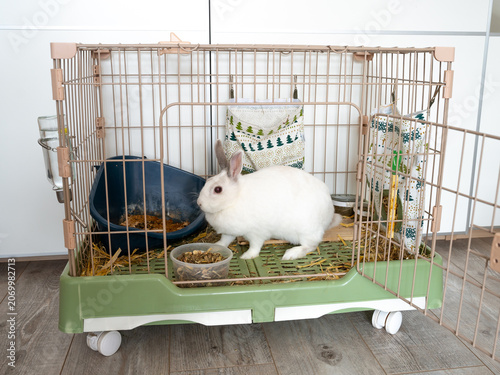 Картината върху платно A white rabbit sits inside a green and beige wire cage containing a litter box, food bowl, and hay, set on a wooden floor in a bright room