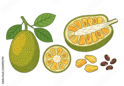 Bild auf Leinwand Illustration of a whole jackfruit, a halved jackfruit, and its seeds, showcasing its unique texture and internal structure