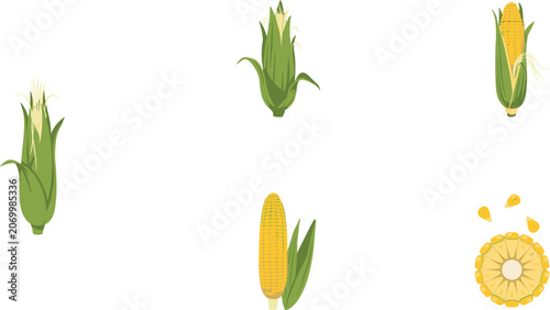 Fotografie Fresh sweet corn on the cob set showing whole green husks peeled yellow maize an